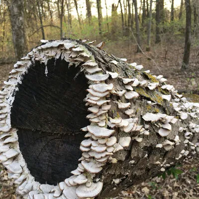 Whitham Woods, Fairfield, IA